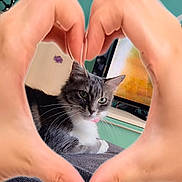 Nana participe au concours pour gagner de l'argent avec cette photo : cat, hands, heart_shape, blanket, indoor, furniture, television, wall_art, green_wall, relaxing, pet, whiskers, cute, cozy, domestic, animal, paws, resting, love, home