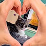 cat, hands, heart_shape, blanket, indoor, furniture, television, wall_art, green_wall, relaxing, pet, whiskers, cute, cozy, domestic, animal, paws, resting, love, home