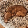 Athena a rejoint le concours — aidez-le/la à gagner de superbes lots ! puppy, dog, sleeping, bed, fluffy, indoor, toy, floor, cozy, resting, brown, pet, cute, animal, fur, home, peaceful, small, relaxing, domestic