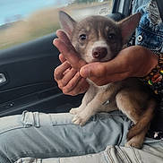 Athena participe au concours pour gagner de l'argent avec cette photo : puppy, dog, hands, person, jeans, car, window, seat, lap, ears, animal, pet, cute, young, sitting, casual_clothing, bracelet, denim, inside, blurred_background