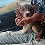 animal, blurred_background, bracelet, car, casual_clothing, cute, denim, dog, ears, hands, inside, jeans, lap, person, pet, puppy, seat, sitting, window, young
