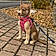 Athena