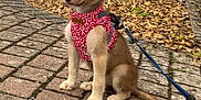 Athena participe au concours pour gagner de l'argent avec cette photo : puppy, dog, leash, harness, cobblestone, sidewalk, outdoor, animal, pet, brown, white, sitting, young, cute, street, plants, autumn, daytime, adorable, canine
