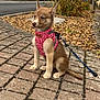 adorable, animal, autumn, brown, canine, cobblestone, cute, daytime, dog, harness, leash, outdoor, pet, plants, puppy, sidewalk, sitting, street, white, young