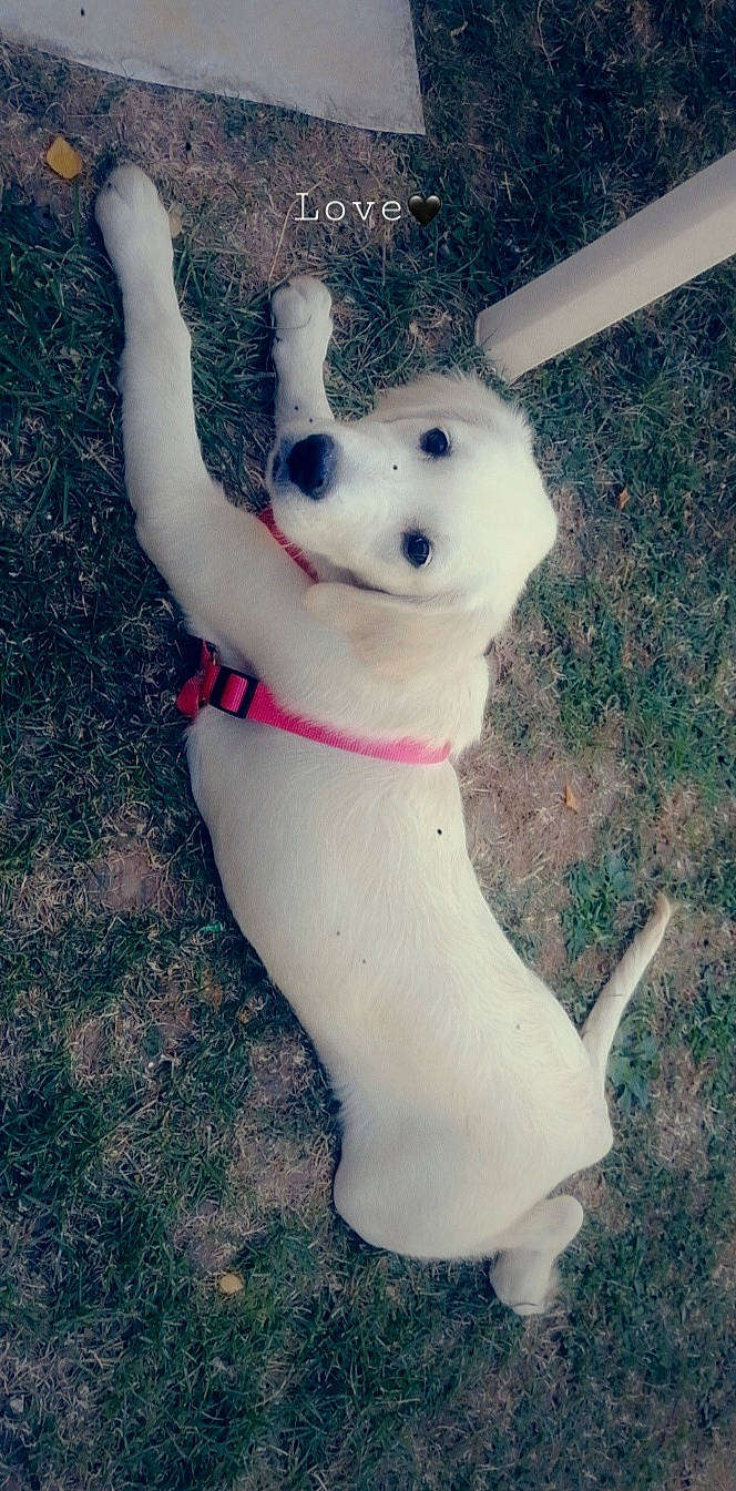 Tina participe au concours pour gagner de l'argent avec cette photo : canidae, carnivore, collar, companion_dog, dog, dog_breed, dog_collar, dog_toy, ear, fawn, foot, grass, happy, paw, snout, stuffed_toy, tail, toy, trunk, working_animal