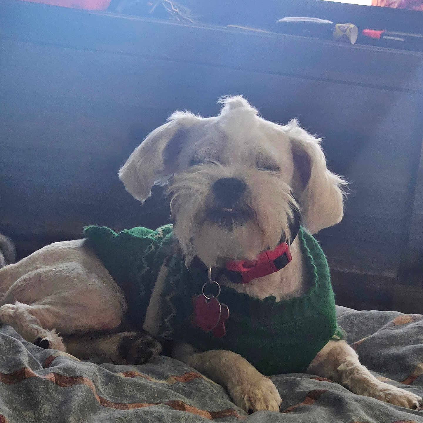 Oliver joined the competition — help win amazing prizes! animal, bed, blanket, collar, comfort, cozy, cute, dog, fur, fuzzy, indoor, paw, pet, portrait, relaxed, resting, small_dog, sunlight, sweater, white_dog