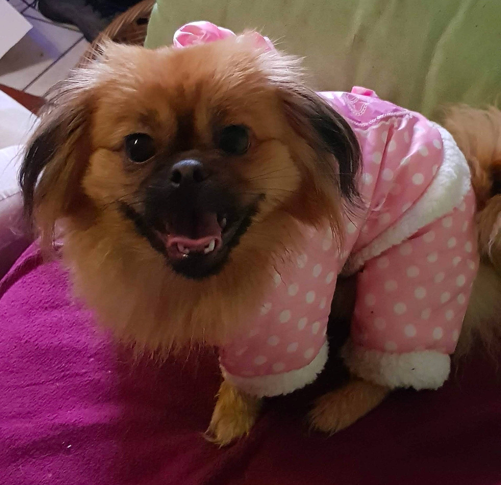 Pimky participe au concours pour gagner de l'argent avec cette photo : ancient_dog_breeds, canidae, carnivore, companion_dog, dog, dog_breed, dog_clothes, dog_supply, fang, fawn, fur, liver, non_sporting_group, pink, smile, snout, sporting_group, toy_dog, whiskers, working_animal