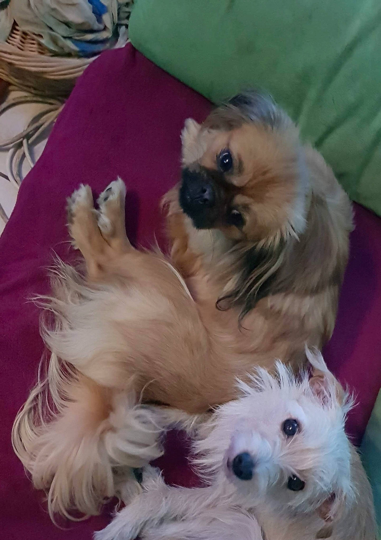 Pimky a rejoint le concours — aidez-le/la à gagner de superbes lots ! canidae, carnivore, companion_dog, dog, dog_breed, dog_supply, fawn, fur, german_spitz, german_spitz_klein, german_spitz_mittel, liver, maltepoo, small_terrier, sporting_group, terrier, toy, toy_dog, working_animal, yorkipoo