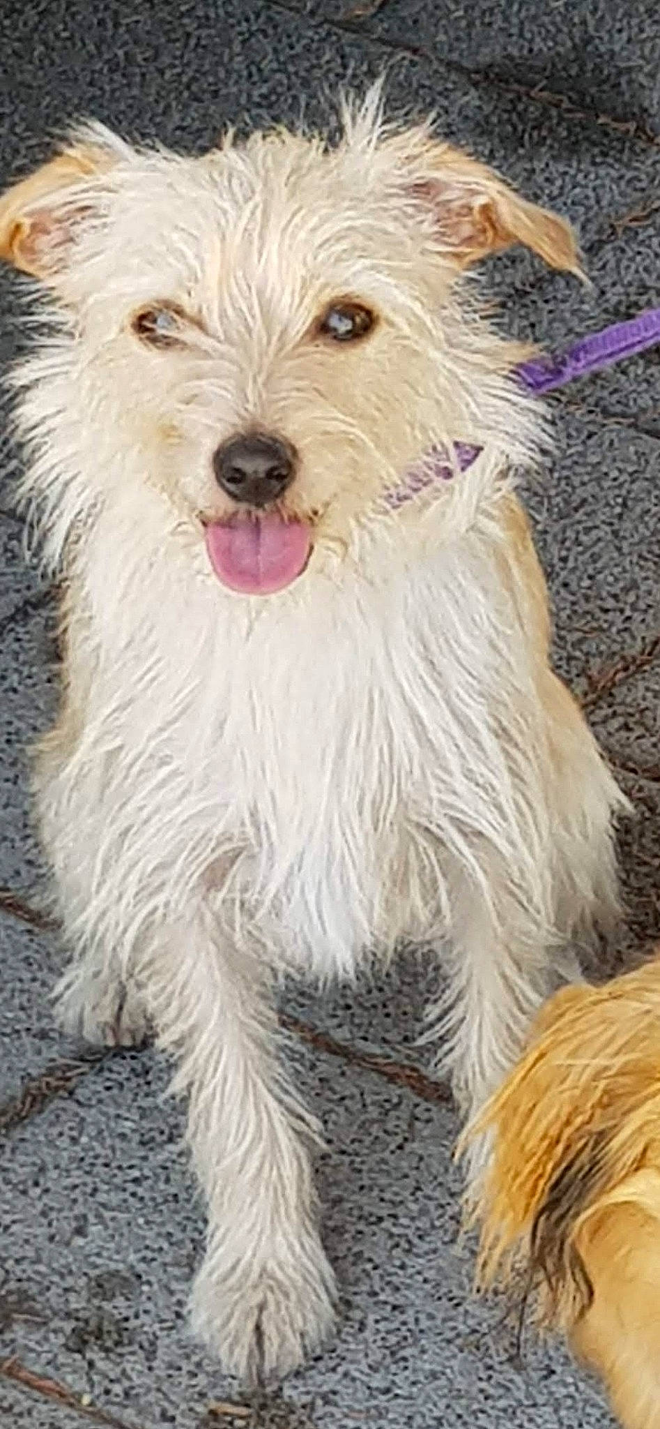 Elfie a rejoint le concours — aidez-le/la à gagner de superbes lots ! biewer_terrier, carnivore, collar, companion_dog, dog, dog_breed, dog_supply, fur, small_terrier, terrier, working_animal