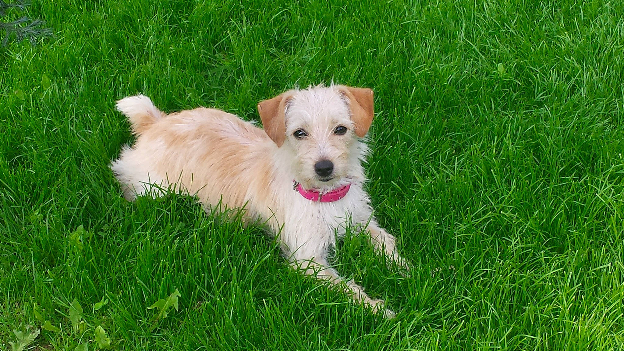 Elfie participe au concours pour gagner de l'argent avec cette photo : canidae, carnivore, collar, companion_dog, dog, dog_breed, dog_collar, dog_supply, firefighter, grass, grassland, groundcover, pet_supply, plant, small_terrier, sporting_group, terrier, toy_dog, working_animal, working_terrier