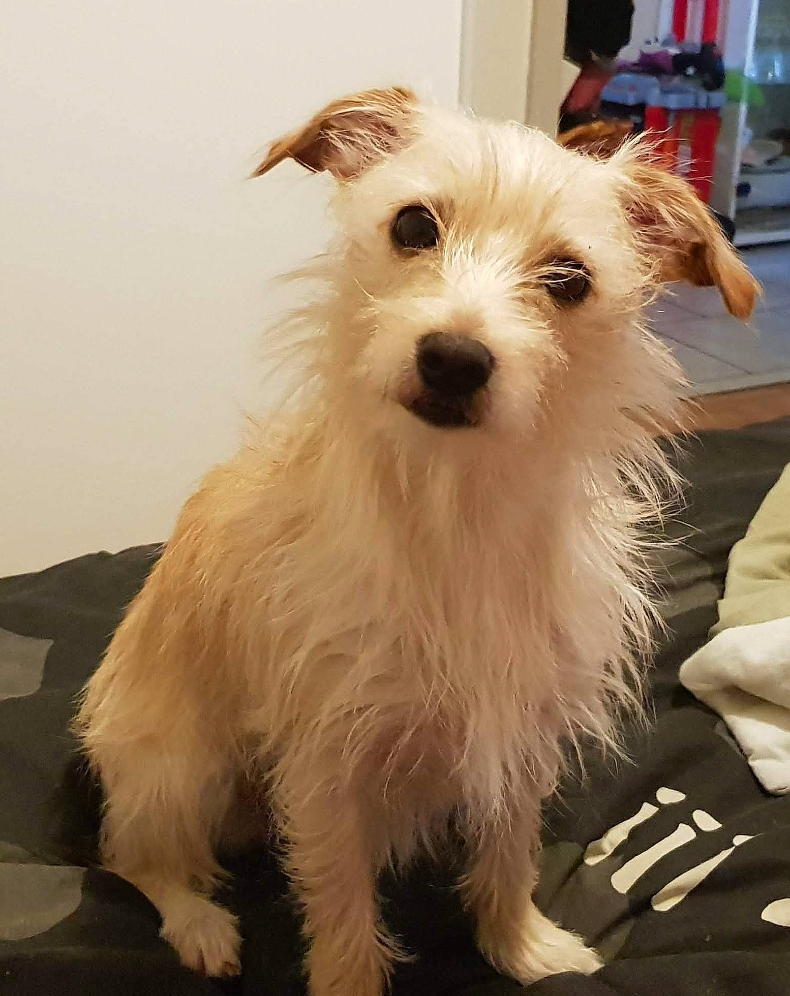 Elfie a rejoint le concours — aidez-le/la à gagner de superbes lots ! ancient_dog_breeds, canidae, carnivore, companion_dog, dog, dog_breed, dog_supply, fur, happy, maltepoo, non_sporting_group, small_terrier, snout, sporting_group, terrier, toy_dog, working_animal