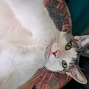 Elliott joined the competition — help win amazing prizes! animal, cat, close_up, curious, cute, domestic_cat, feline, fur, gray_cat, green_eyes, indoor, lying_down, pet, portrait, relaxed, soft_focus, tattoo, tattooed_arm, whiskers, white_cat