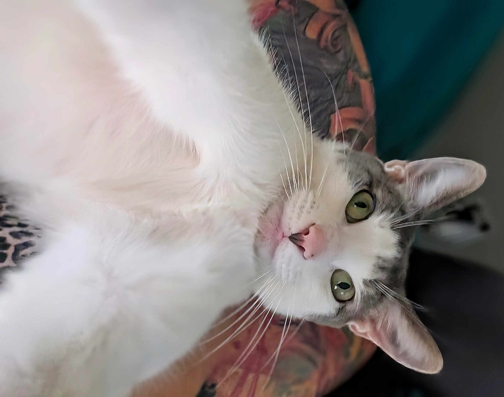 Elliott
