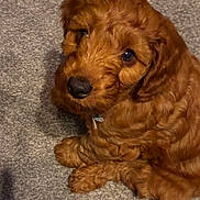Olly joined the competition — help win amazing prizes! adorable, animal, brown, canine, carpet, companion, curly_fur, cute, dog, domestic, fluffy, friendly, fur, indoor, looking_up, mammal, pet, puppy, sitting, young