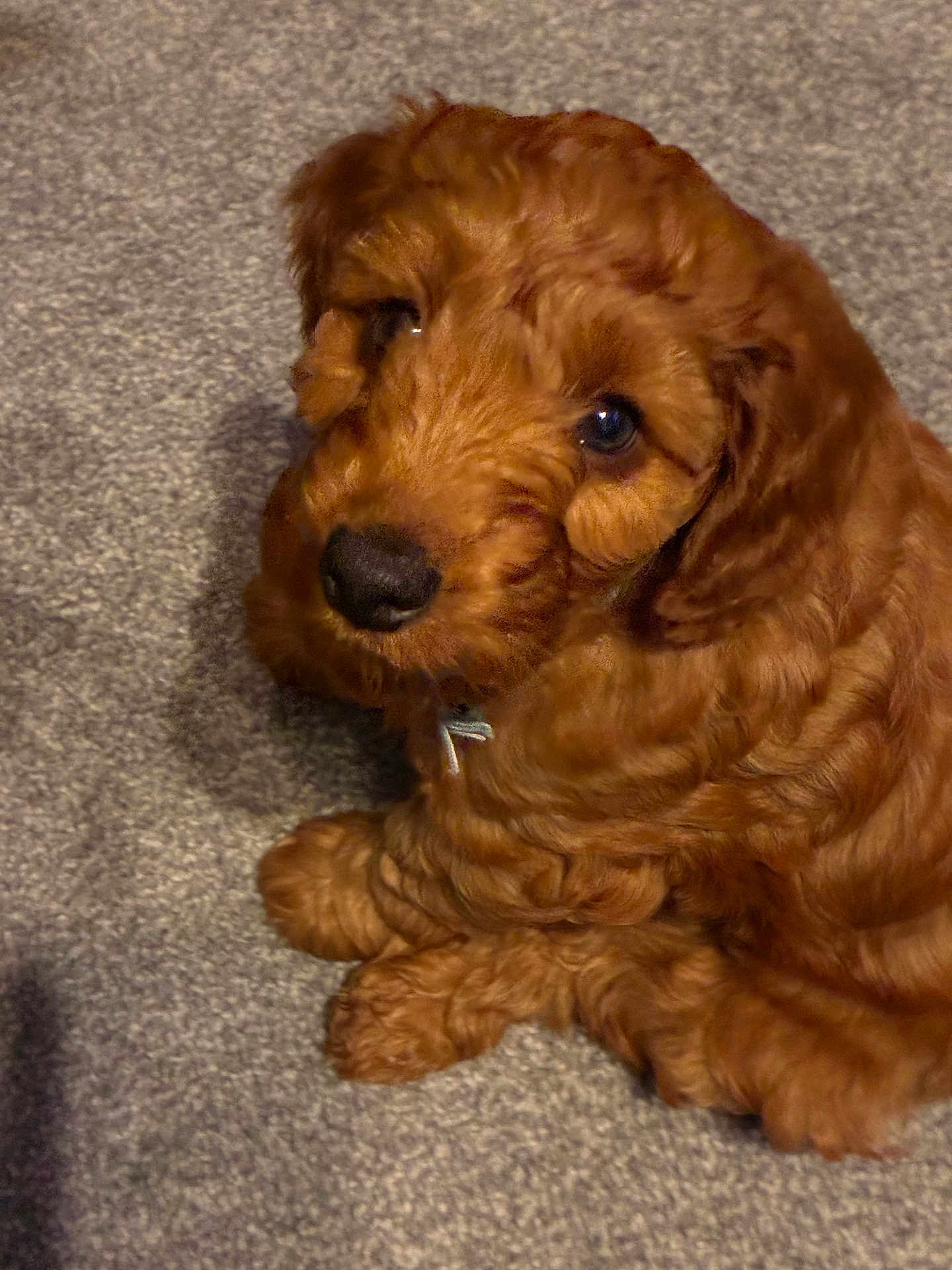 Olly
