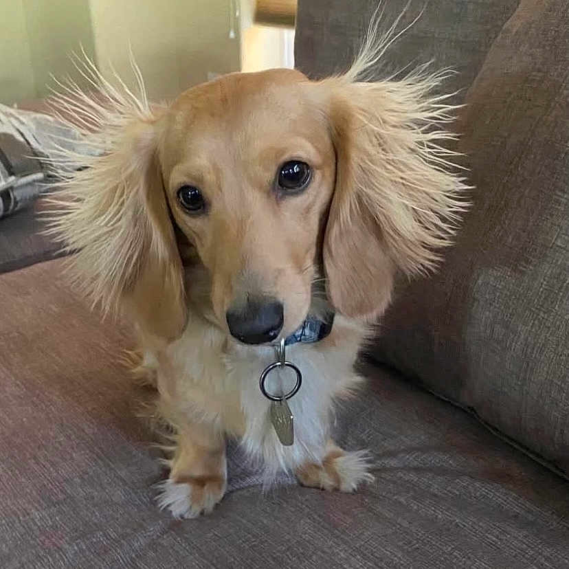 Moose is registered to the contest to win money with this photo: animal, brown_fur, canine, collar, companion, couch, curious, cute, dog, domestic_animal, face, fluffy_ears, fur, indoor, long_ears, pet, portrait, sitting, small_dog, tag