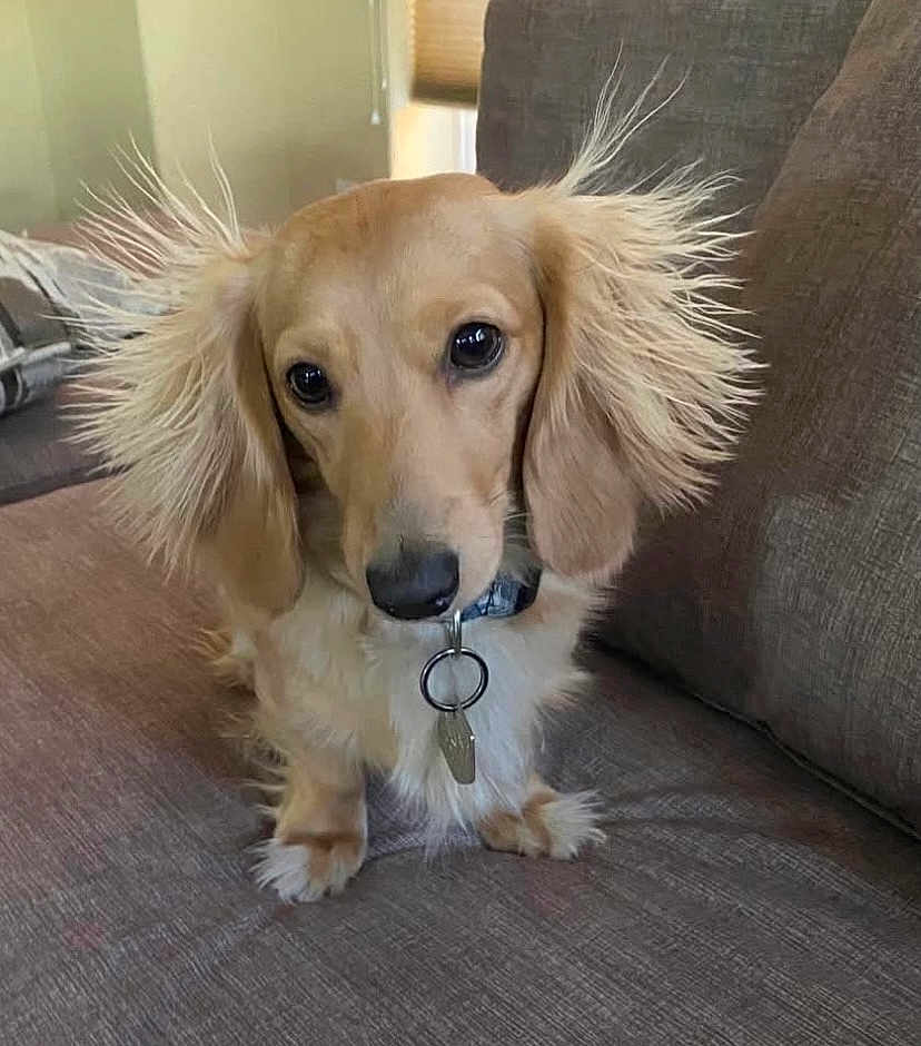 Moose is registered to the contest to win money with this photo: dog, small_dog, fluffy_ears, couch, indoor, pet, collar, tag, cute, curious, brown_fur, long_ears, sitting, animal, domestic_animal, companion, canine, fur, face, portrait