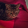 cat, tabby_cat, pet, animal, feline, whiskers, ears, fur, red_blanket, cozy, indoor, resting, closeup, cute, domestic_animal, sleepy, mammal, soft_texture, warm_colors, relaxed