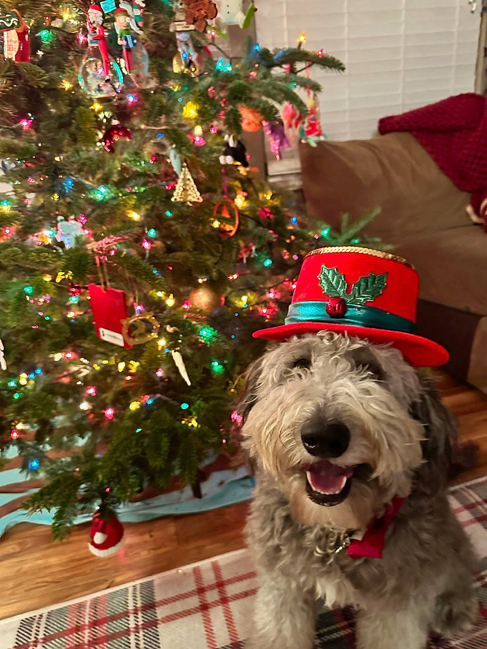 Chicken joined the competition — help win amazing prizes! carnivore, christmas, christmas_decoration, christmas_eve, christmas_ornament, christmas_tree, companion_dog, conifer, dog, dog_breed, event, evergreen, green, holiday, holiday_ornament, plant, schnauzer, standard_schnauzer, tartan, tree