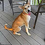 animal, architecture, building, canine, chair, deck, diningtable, dog, furniture, hound, house, housing, indoors, interiordesign, outdoors, patio, person, pet, porch, table