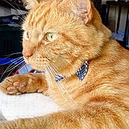 Banjo-Vi is registered to the contest to win money with this photo: cat, orange_tabby, bow_tie, close_up, whiskers, indoor, feline, pet, fur, paw, relaxed, animal, domestic_cat, portrait, cute, striped_fur, yellow_eyes, soft_texture, resting, cozy