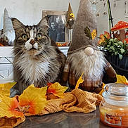 Schanna a rejoint le concours — aidez-le/la à gagner de superbes lots ! cat, tabby_cat, gnome, autumn_leaves, table, clock, photo_frame, indoor, decorations, candle, plant, orange, yellow, brown, white, furry, beard, face, sitting, cozy