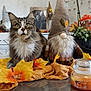 cat, tabby_cat, gnome, autumn_leaves, table, clock, photo_frame, indoor, decorations, candle, plant, orange, yellow, brown, white, furry, beard, face, sitting, cozy