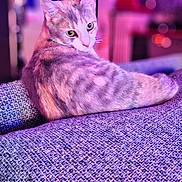 Pupette a rejoint le concours — aidez-le/la à gagner de superbes lots ! cat, feline, pet, indoor, couch, purple, textured, relaxed, curious, looking_back, fur, whiskers, ears, cozy, home, ambient_lighting, pink, purple_lighting, animal, resting