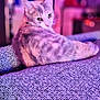 cat, feline, pet, indoor, couch, purple, textured, relaxed, curious, looking_back, fur, whiskers, ears, cozy, home, ambient_lighting, pink, purple_lighting, animal, resting