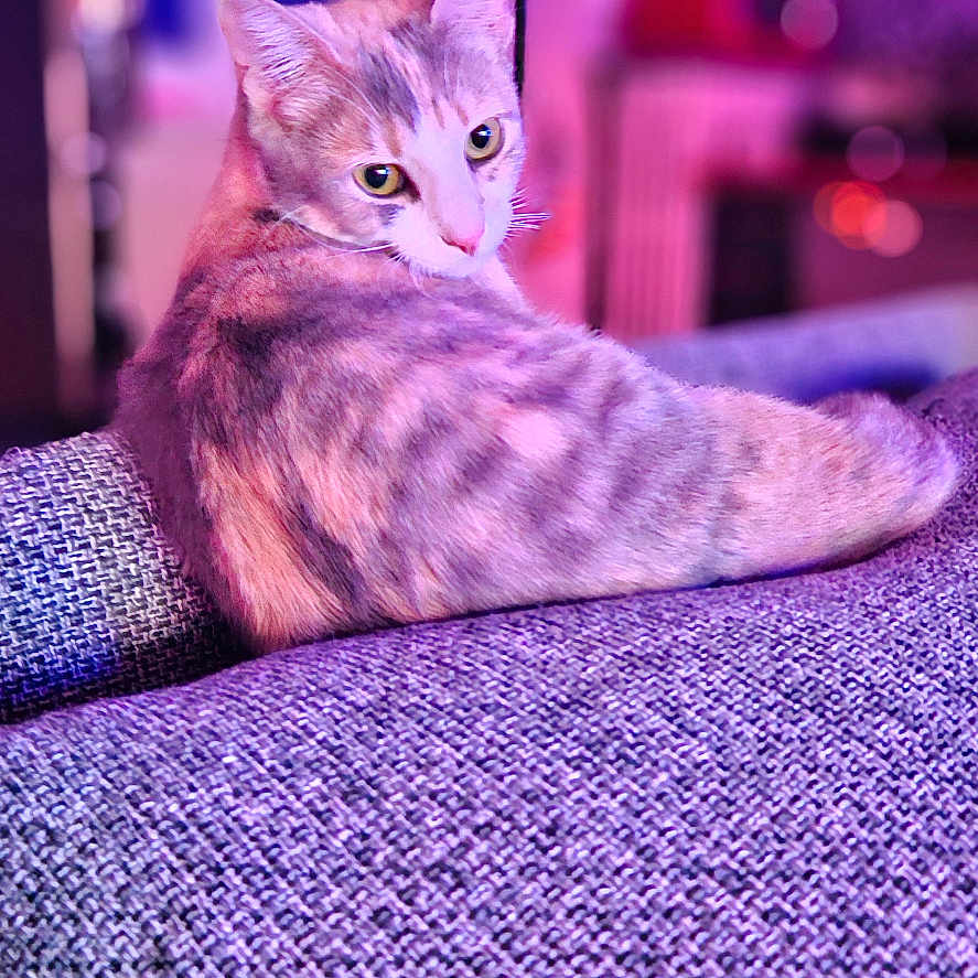 Pupette a rejoint le concours — aidez-le/la à gagner de superbes lots ! ambient_lighting, animal, cat, couch, cozy, curious, ears, feline, fur, home, indoor, looking_back, pet, pink, purple, purple_lighting, relaxed, resting, textured, whiskers