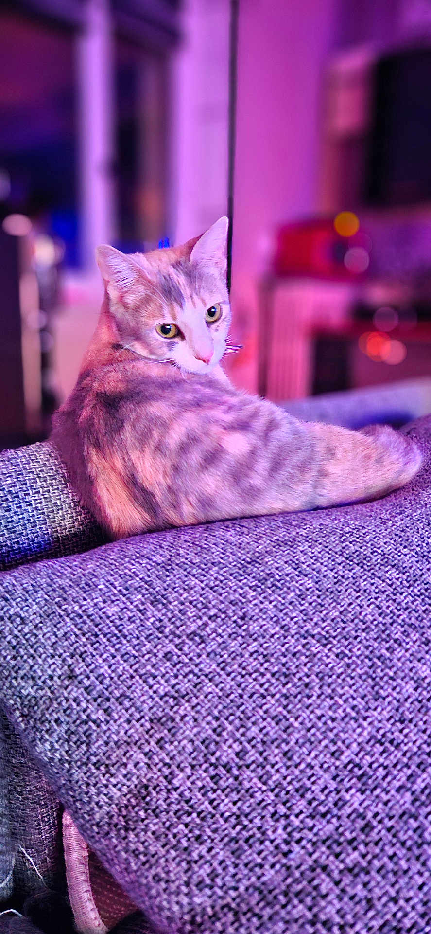 Pupette a rejoint le concours — aidez-le/la à gagner de superbes lots ! cat, feline, pet, indoor, couch, purple, textured, relaxed, curious, looking_back, fur, whiskers, ears, cozy, home, ambient_lighting, pink, purple_lighting, animal, resting