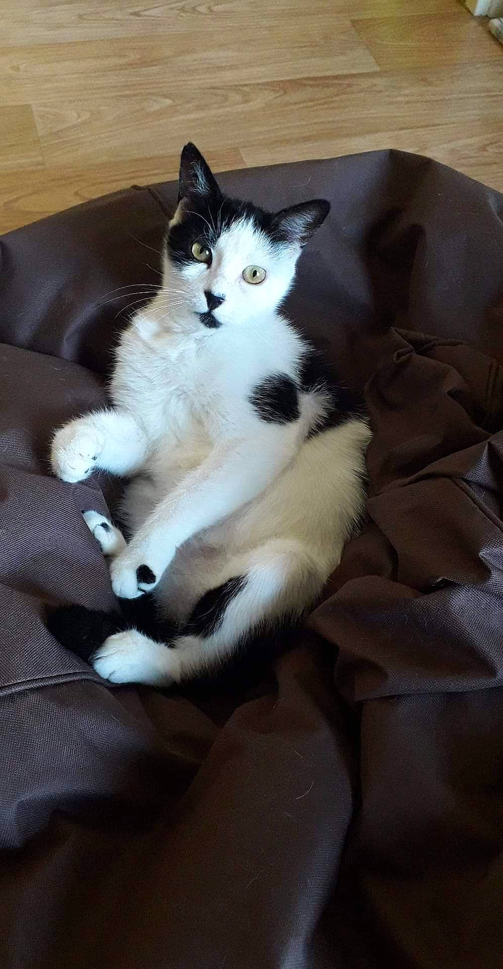 Mimi a rejoint le concours — aidez-le/la à gagner de superbes lots ! carnivore, cat, domestic_short_haired_cat, felidae, kitten, mammal, polydactyl_cat, ragdoll, small_to_medium_sized_cats, snowshoe, vertebrate, whiskers