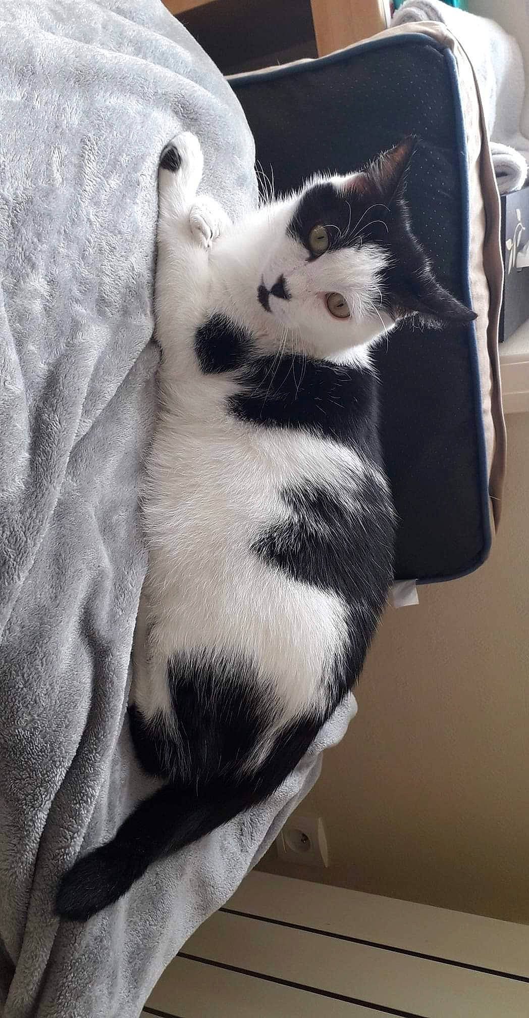 Mimi a rejoint le concours — aidez-le/la à gagner de superbes lots ! black_and_white, carnivore, cat, ear, felidae, fur, kitten, linens, paw, small_to_medium_sized_cats, tail, textile, whiskers