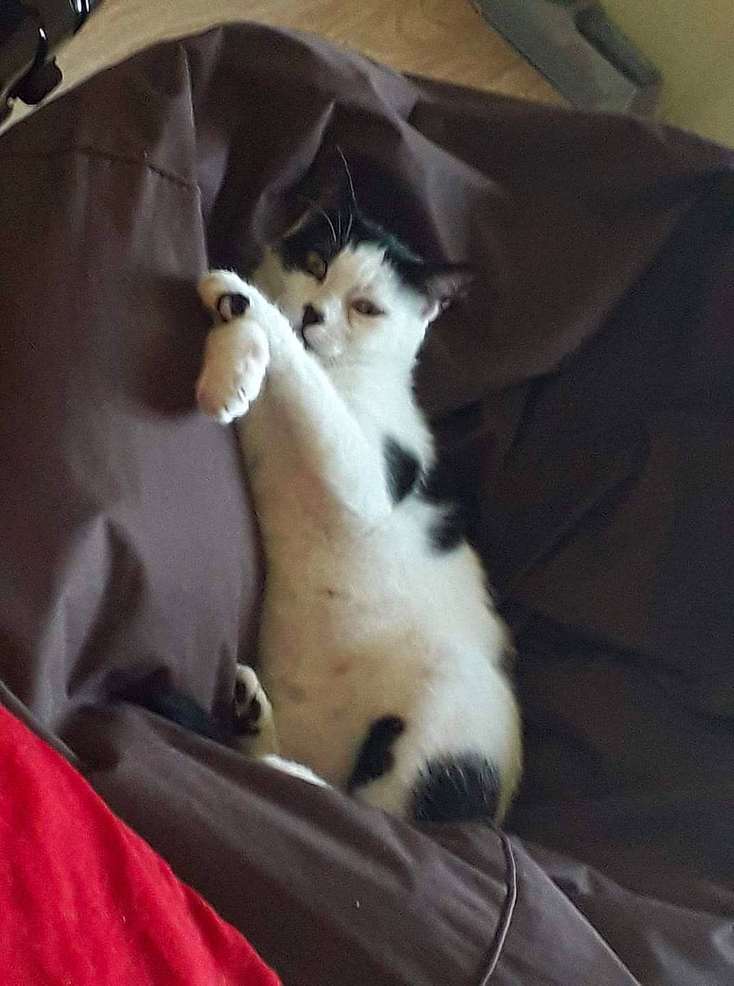 Mimi participe au concours pour gagner de l'argent avec cette photo : asian, carnivore, cat, ear, european_shorthair, felidae, fur, kitten, leg, mammal, nose, polydactyl_cat, skin, small_to_medium_sized_cats, tail, whiskers