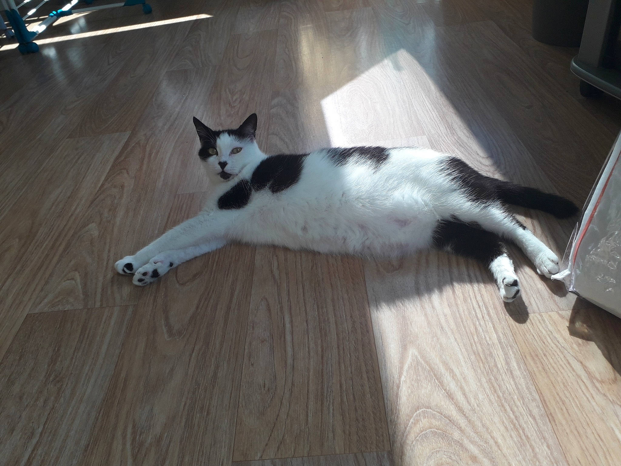 Mimi a rejoint le concours — aidez-le/la à gagner de superbes lots ! carnivore, cat, domestic_short_haired_cat, felidae, floor, flooring, hardwood, kitten, laminate_flooring, mammal, paw, polydactyl_cat, small_to_medium_sized_cats, tail, whiskers, wood, wood_flooring