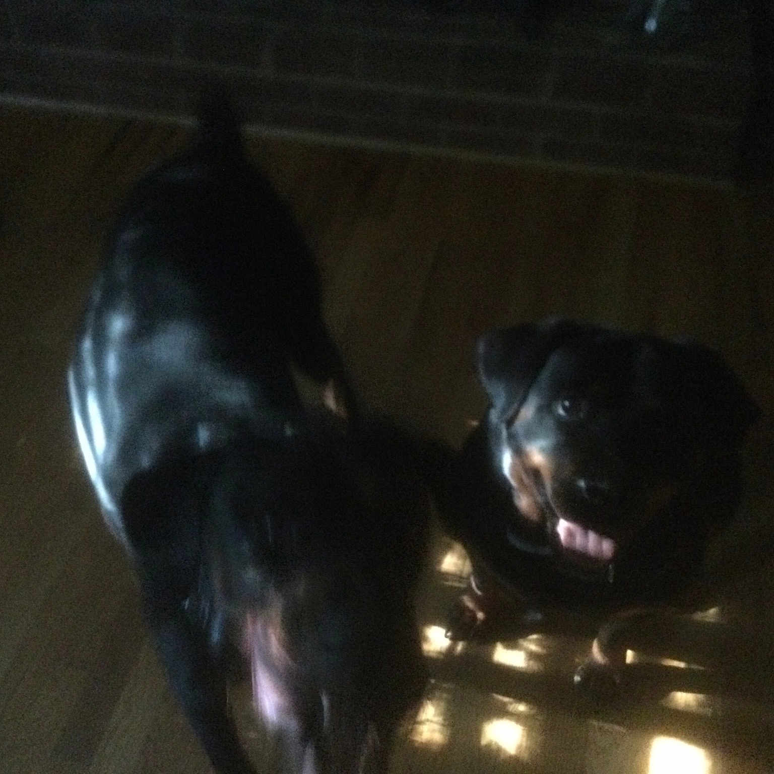 Roxy joined the competition — help win amazing prizes! canidae, carnivore, companion_dog, darkness, dog, dog_breed, felidae, flooring, fur, guard_dog, hardwood, sculpture, small_to_medium_sized_cats, snout, sporting_group, tail, terrestrial_animal, whiskers, wood