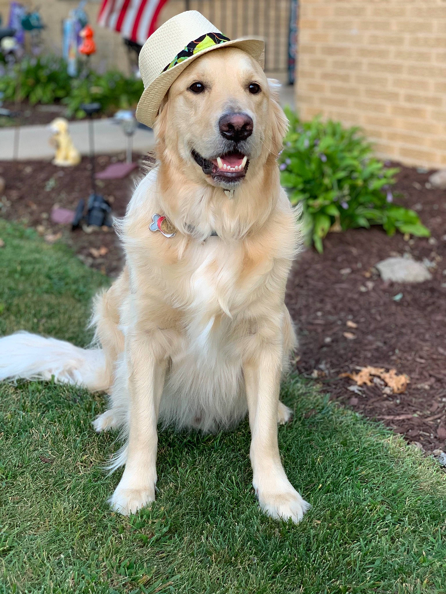 Roscoe Lee is registered to the contest to win money with this photo: canidae, carnivore, companion_dog, dog, dog_breed, fawn, golden_retriever, labrador_retriever, mammal, rare_breed_dog, retriever, sporting_group, vertebrate, working_dog