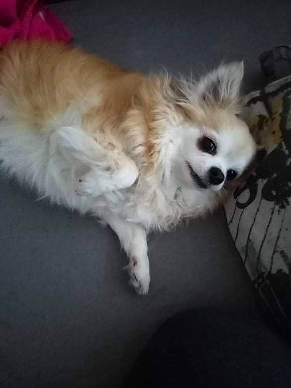 Goupix a rejoint le concours — aidez-le/la à gagner de superbes lots ! ball, canidae, carnivore, chair, companion_dog, dog, dog_breed, fawn, felidae, german_spitz, paw, pomeranian, small_to_medium_sized_cats, snout, spitz, sporting_group, sports_equipment, tail, toy_dog, whiskers