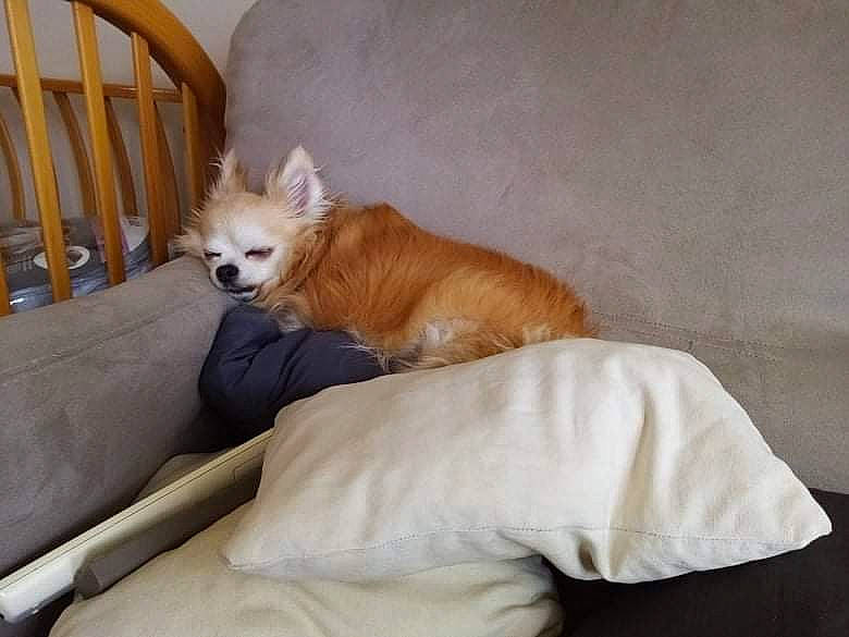 Goupix participe au concours pour gagner de l'argent avec cette photo : bed, carnivore, comfort, companion_dog, couch, dog, dog_breed, dog_supply, fawn, fur, furniture, hardwood, liver, room, sporting_group, tail, terrestrial_animal, toy_dog, whiskers, wood