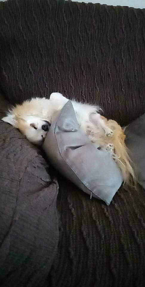 Goupix a rejoint le concours — aidez-le/la à gagner de superbes lots ! carnivore, cat, claw, comfort, companion_dog, dog_breed, domestic_short_haired_cat, fang, felidae, fur, hardwood, mustelidae, paw, seabird, small_to_medium_sized_cats, sporting_group, tail, terrestrial_animal, whiskers, wood