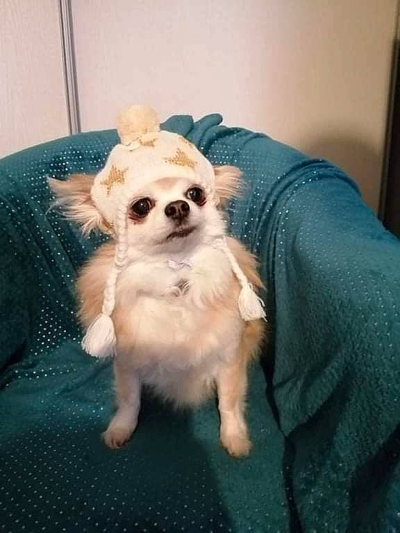 Goupix a rejoint le concours — aidez-le/la à gagner de superbes lots ! canidae, carnivore, chair, chihuahua, companion_dog, dog, dog_breed, dog_clothes, dog_supply, fashion_accessory, fawn, fur, glasses, small_terrier, snout, sunglasses, terrier, toy_dog, whiskers, working_animal