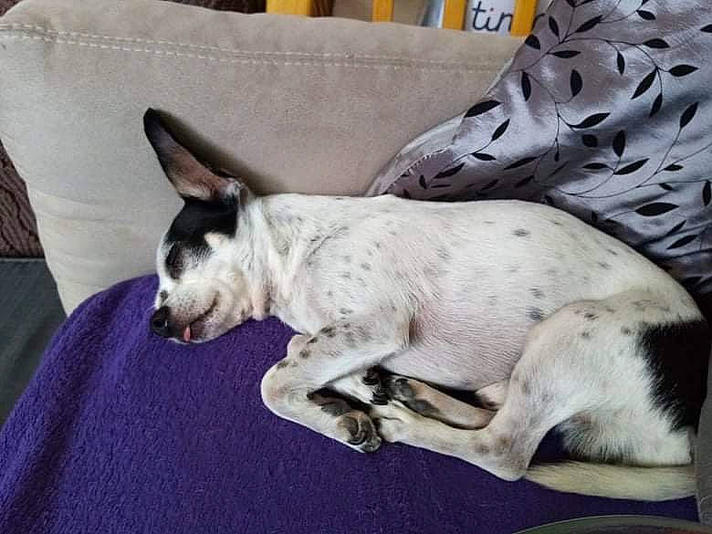 Kenzo participe au concours pour gagner de l'argent avec cette photo : canidae, carnivore, comfort, companion_dog, couch, dog, dog_breed, dog_supply, fawn, felidae, grey, linens, nap, paw, snout, sporting_group, tail, toy_dog, whiskers, working_animal