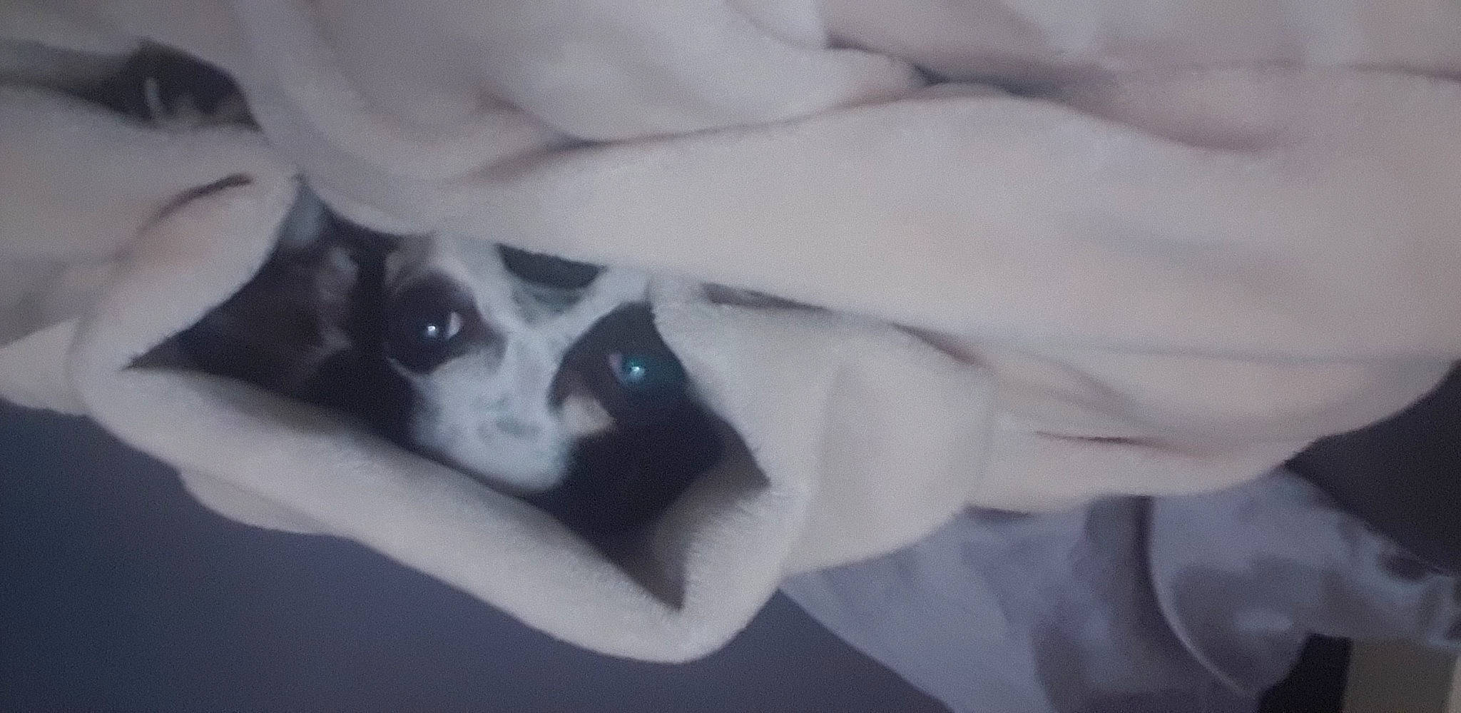 Kenzo a rejoint le concours — aidez-le/la à gagner de superbes lots ! carnivore, comfort, companion_dog, dog, dog_breed, elbow, fawn, felidae, fur, gesture, grey, human_body, human_leg, monochrome, monochrome_photography, paw, small_to_medium_sized_cats, sporting_group, toy_dog, whiskers