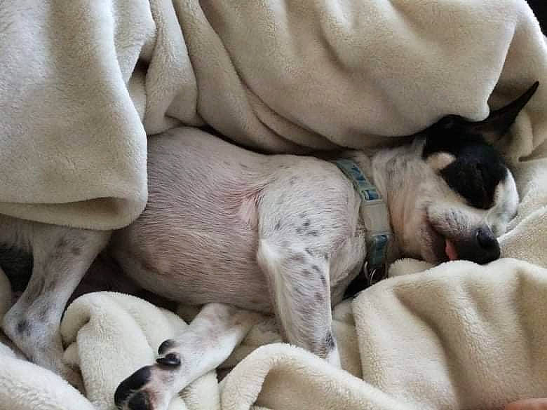 Kenzo a rejoint le concours — aidez-le/la à gagner de superbes lots ! canidae, carnivore, comfort, companion_dog, dog, dog_breed, fawn, grey, linens, nap, non_sporting_group, paw, sleep, snout, sporting_group, terrestrial_animal, working_animal, wrinkle