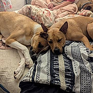 Kyoka joined the competition — help win amazing prizes! bed, blanket, brown_dog, canine, casual, comfort, cozy, dog, furniture, household, human, indoor, patterned_blanket, person, pillow, relaxing, resting, sleepy, snuggling, tan_dog