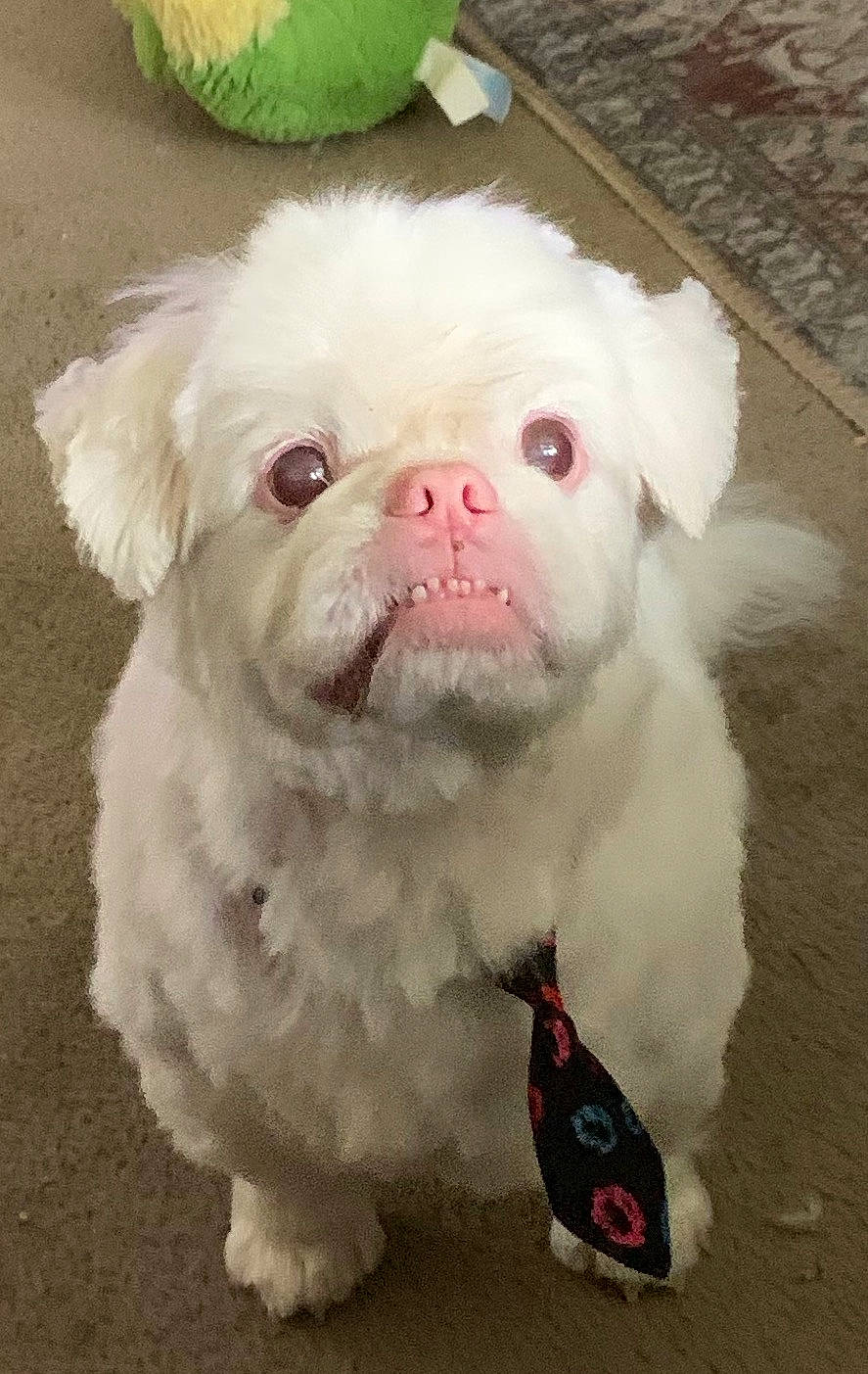 Teddy joined the competition — help win amazing prizes! ancient_dog_breeds, ball, canidae, carnivore, companion_dog, dog, dog_breed, ear, fawn, fur, green, maltepoo, paw, puppy, snout, sporting_group, terrestrial_animal, toy_dog, whiskers, working_animal