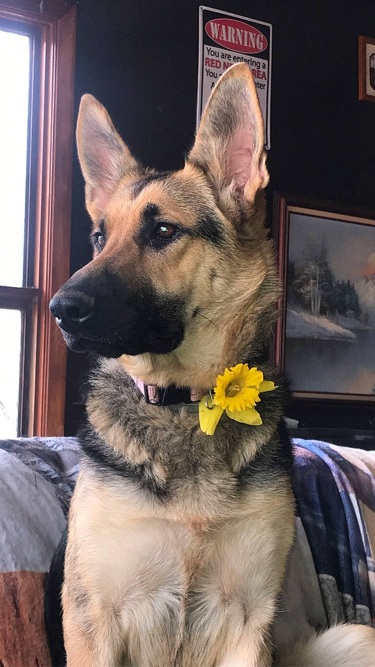 Nova is registered to the contest to win money with this photo: canidae, carnivore, collar, companion_dog, dog, dog_breed, dog_collar, dog_supply, east_european_shepherd, fawn, fur, german_shepherd_dog, herding_dog, king_shepherd, pet_supply, picture_frame, snout, sporting_group, working_animal, working_dog