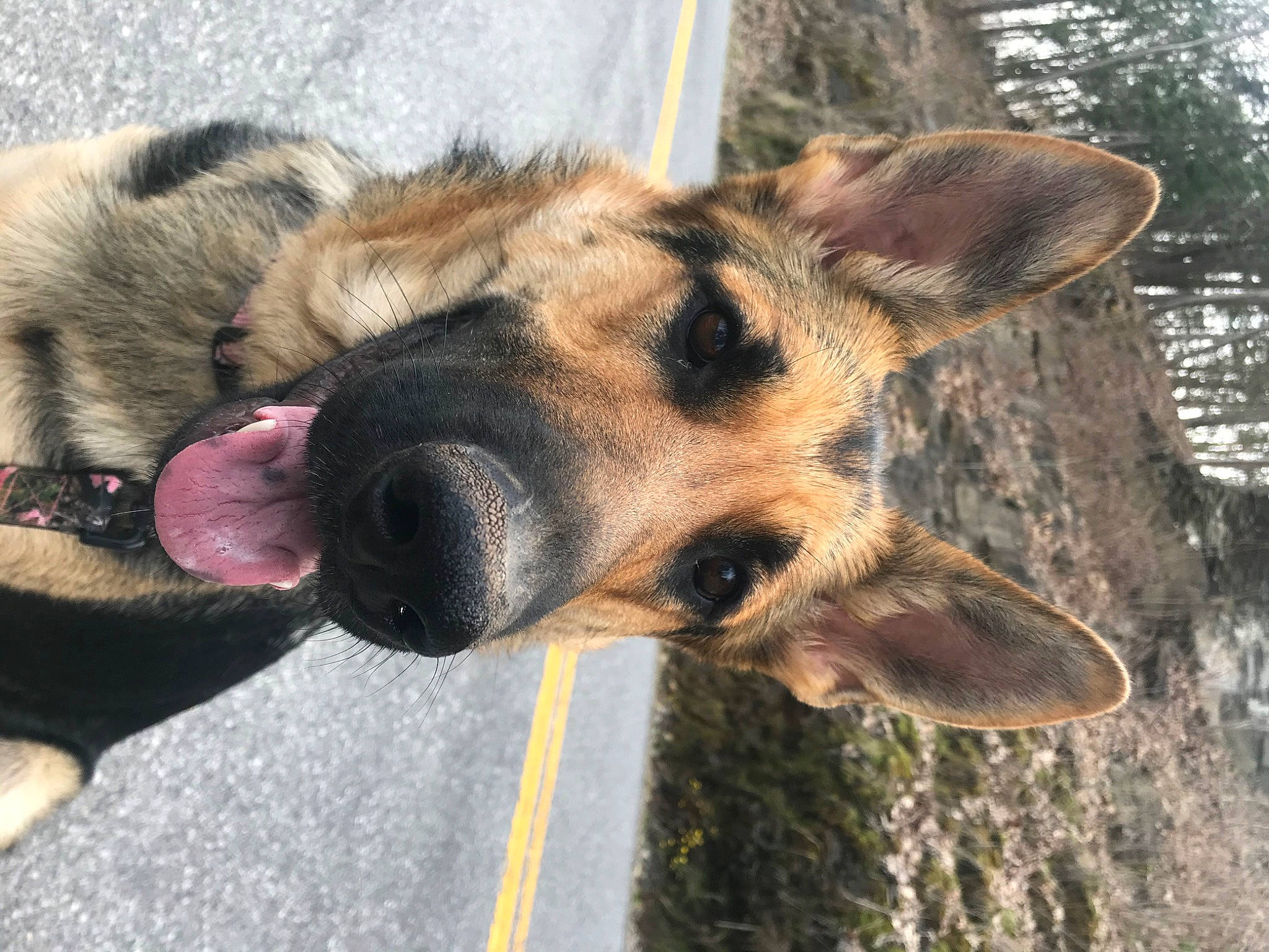 Nova is registered to the contest to win money with this photo: biting, canidae, carnivore, collar, companion_dog, dog, dog_breed, east_european_shepherd, fawn, fur, german_shepherd_dog, herding_dog, old_german_shepherd_dog, snout, sporting_group, terrestrial_animal, tree, wildlife, working_animal, working_dog