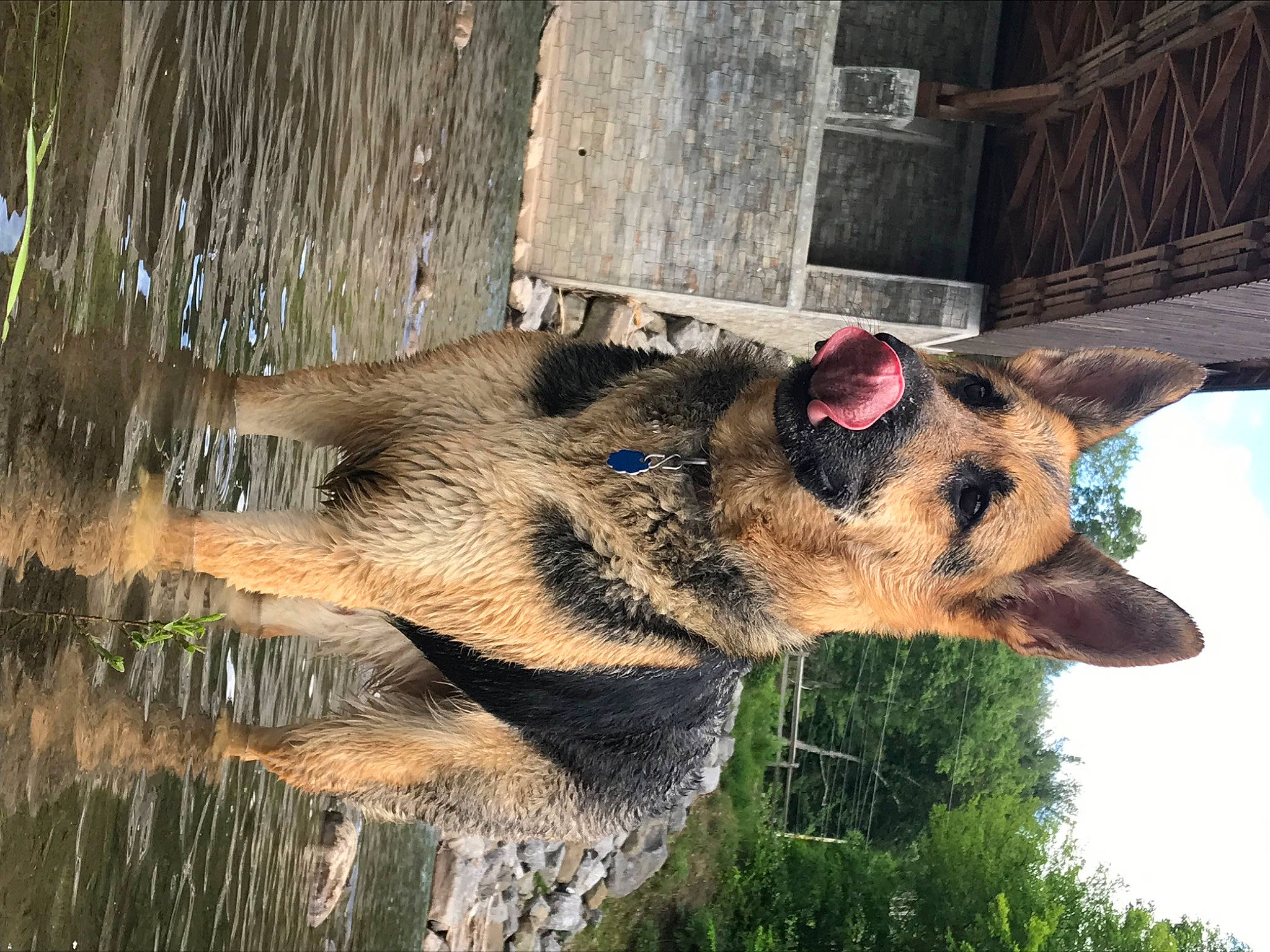 Nova is registered to the contest to win money with this photo: canidae, canis, carnivore, dog, dog_breed, fawn, fur, plant, sky, snout, sporting_group, terrestrial_animal, tree, trunk, water, wildlife, wood, working_animal