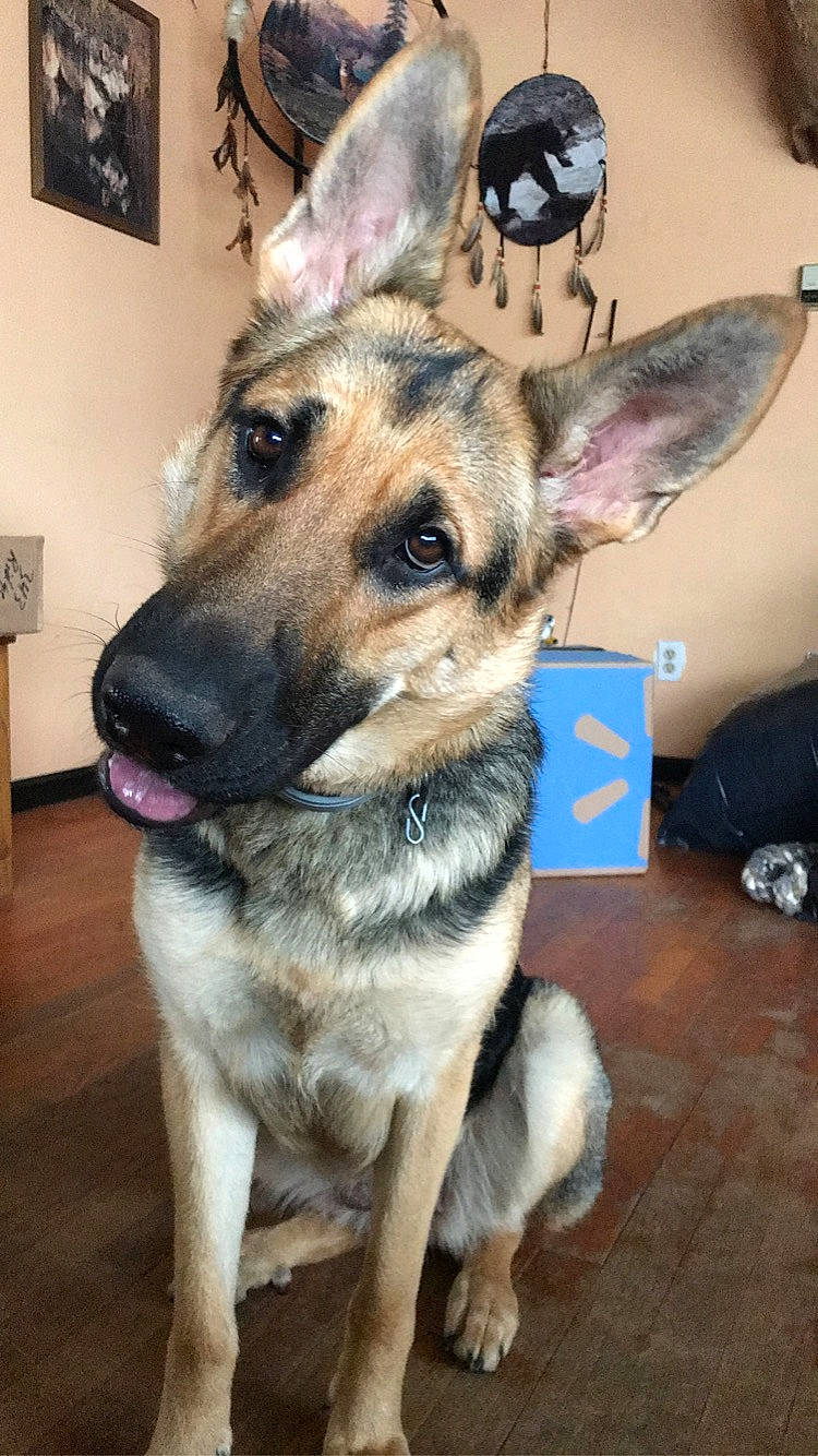 Nova is registered to the contest to win money with this photo: carnivore, collar, companion_dog, dog, dog_breed, dog_collar, dog_supply, east_european_shepherd, fawn, fur, german_shepherd_dog, herding_dog, jaw, king_shepherd, old_german_shepherd_dog, pet_supply, picture_frame, snout, sporting_group, whiskers